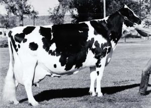 CSU’s 1700-pound cow that produced more than 66 pounds of milk daily