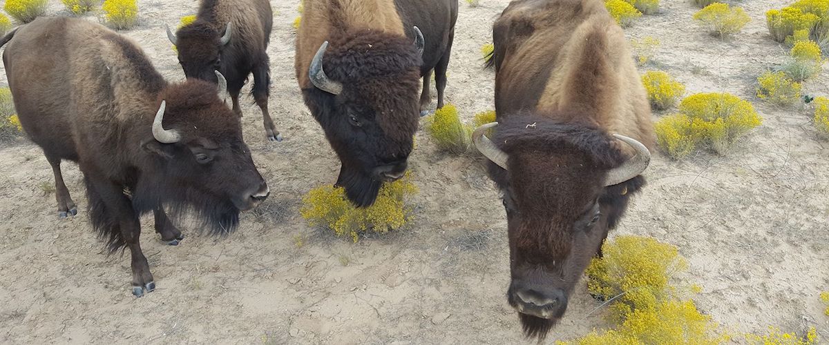 Bison in the Pueblo of Pojoaque Bison/Ag Program