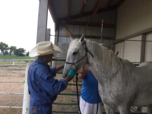 Veterinarian with a horse