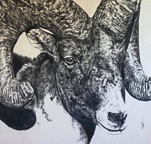Charcoal drawing of a big horn sheep by Blake Welch titled "Curl."