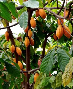 A cacao tree with bean pods. Photo taken by Nasser Halaweh.