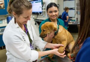 Dr. Rebecca Ruch-Gallie assists veterinary students with their general examination of Lambeau, a puppy visiting the Community Practice at the James L. Voss Veterinary Teaching Hospital on January 26, 2015.