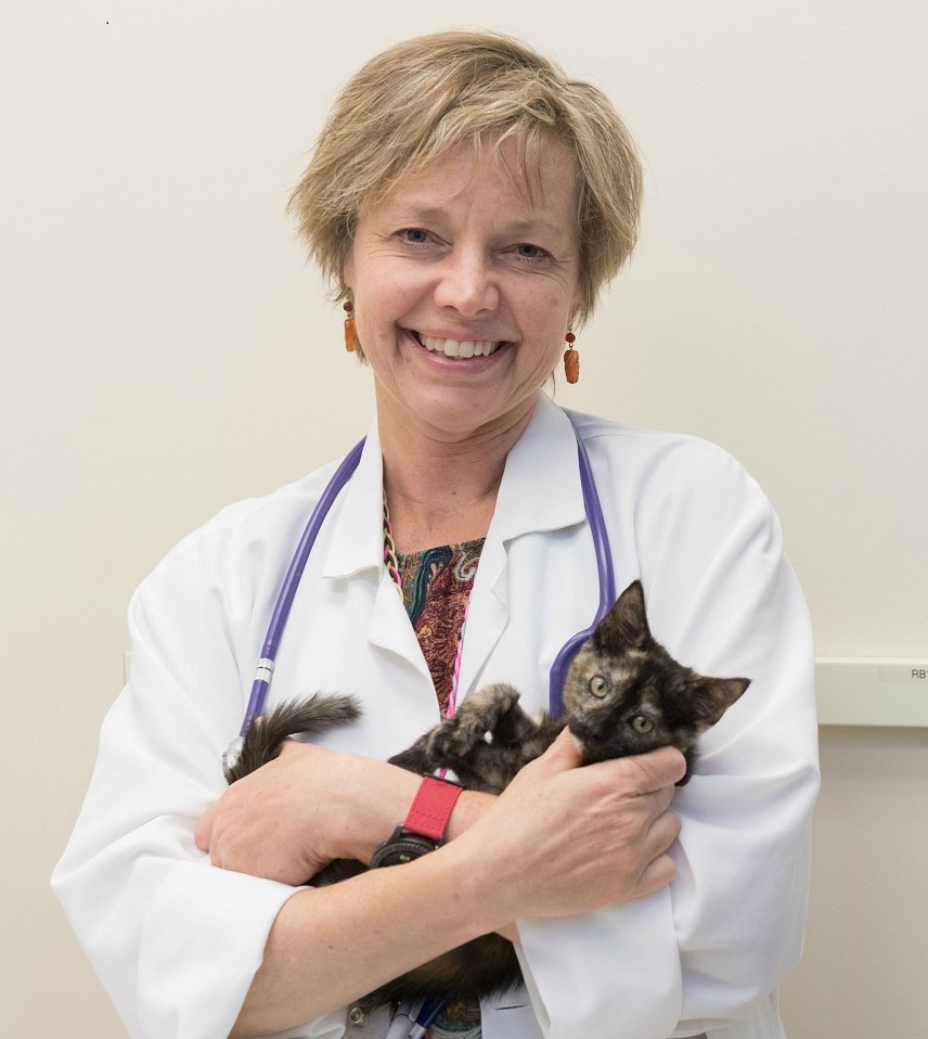 Rebecca Ruch-Gallie, Associate Professor of Clinical Sciences, gives "Shadow," a rescue kitten, a checkup. June 28, 2018